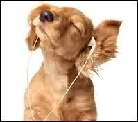 Tout le monde le sait, la musique ...