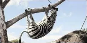 Pour s'adapter à une situation, il faut se ...