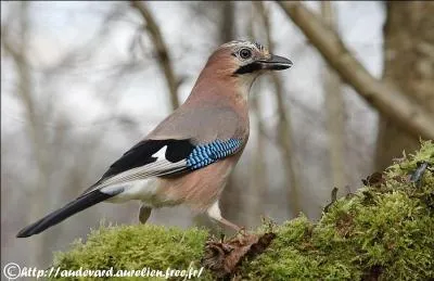 Quelle couleur est "de jais" ?