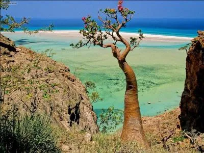 Socotra est une île située en mer d'Arabie, dans le Nord-Ouest de l'océan Indien. A quel pays appartient-elle ?
