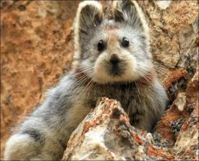 Où vit ce joli petit animal, le Ili pika ou pika d'ili, qui n'avait pas été photographié depuis 20 ans ?