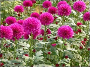 Quand "les fleurs de cimetière " ne sont pas des chrysanthèmes , que peuvent-elles être ?