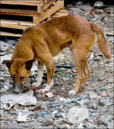 Dans quel pays la rage fait-elle le plus de ravages actuellement ?