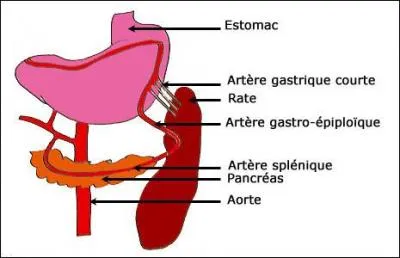 Quel organe est approvisionné en sang oxygéné par "l'artère splénique" ?