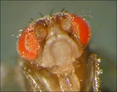 Quelle mouche est la star des labos ?