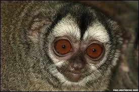 Connaissez-vous cet animal ?