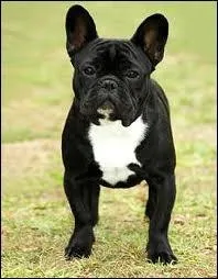 Quelle est la race de ce chien ?