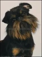 Quelle est la race de ce chien ?