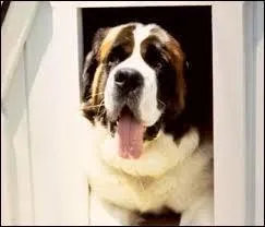 Comment s'appelle ce chien ?