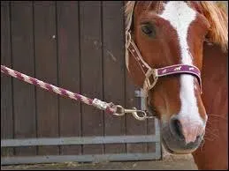 Où doit-on attacher son poney ou cheval ?