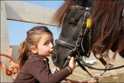 Lorsque le poney ou cheval est attaché, on peut :