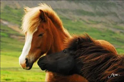 Sur le corps du cheval, quelles sont les parties charnues ?