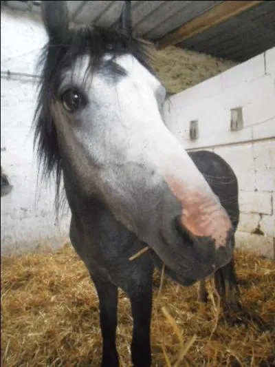 À quel moment doit-on aborder son poney ou cheval ?