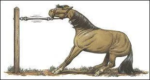 Que faire quand un cheval "tire au renard" ?