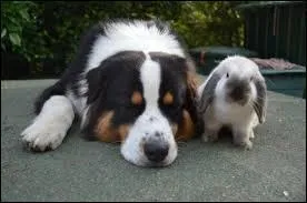 Quelle est la race des animaux suivants ?