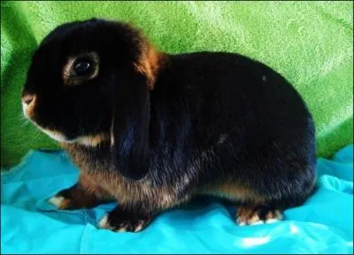 À quoi ce lapin ressemble-t-il ?