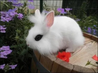 Quelle est la race de ce lapin ?