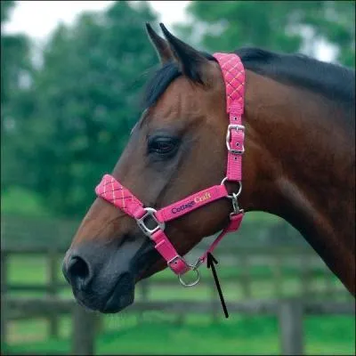 Quel nom porte cette partie du licol ? (voir photo)