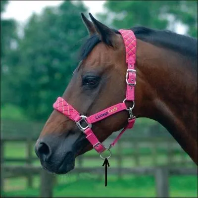 Quel nom porte cette partie du licol ? (voir photo)