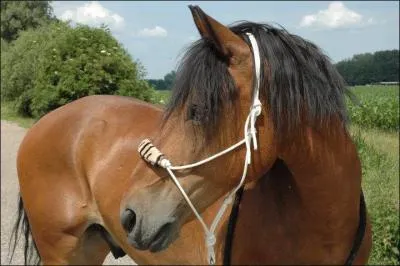 Peut-on se servir du licol éthologique pour le même usage que le licol "basique" ?
