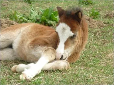 Peut-on mettre un licol à un poulain ?