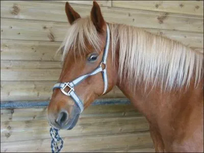 Ce licol est-il bien adapté à ce cheval ? (voir photo)