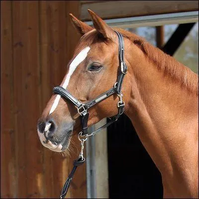 Ce licol est-il bien adapté à ce cheval ? (voir photo)