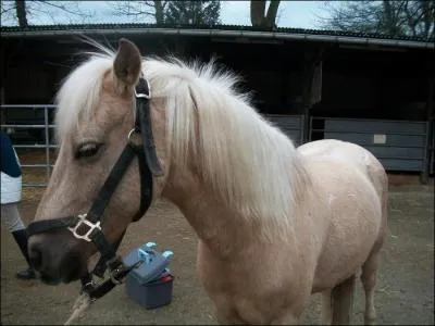 Ce licol est-il bien adapté à ce cheval ? (voir photo)
