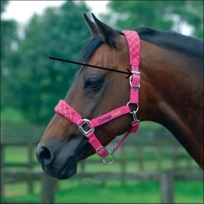 Quel nom porte cette partie du licol ? (voir photo)