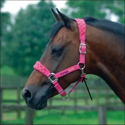 Quel nom porte cette partie du licol ? (voir photo)