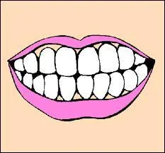 Sur les 32 dents que nous possédons à l'âge adulte, combien sont des incisives ?