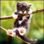 Quelle est l'utilité d'un Maneki Neko, statuette de chat à la patte levée que l'on trouve dans toutes les maisons au Japon ?