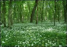 Quand on n'---- pas à cette plante le nom de larmes de Marie, on ---- désigne par l'expression : gazon de ----.