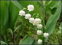 Chacune des clochettes est formée de six ----.