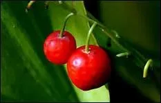 Quand arrive la ----, de jolies baies ----- et ---- apparaissent