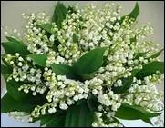 Ces clochettes des bois portent aussi le nom de ----.