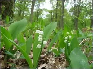 Mais une autre appellation lui donnent un air royale : lys des vallées.
Combien y a-t-il de fautes ?
