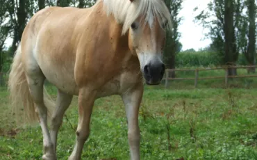 Quiz Galop 1
