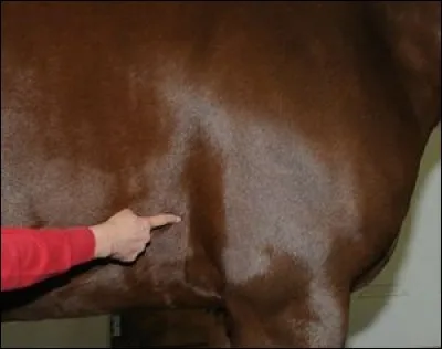 Quel est le nom de cette partie du corps ? (voir photo)