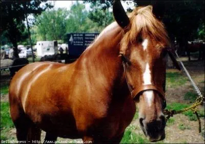 Quel nom porte cette marque et/ou liste ?