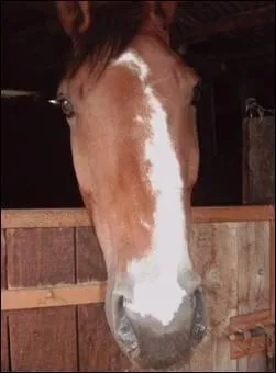 Quel nom porte cette marque et/ou liste ?