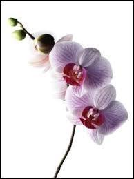 On commence en douceur avec cette belle orchidée. Le mot "orchidée" vient du latin "orchis" qui signifie...
