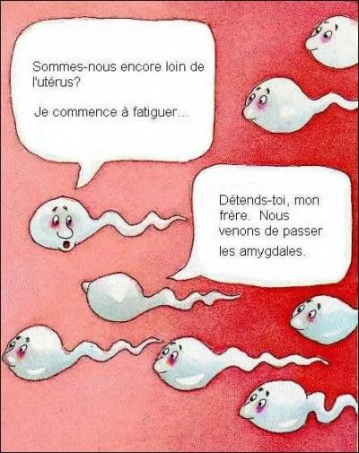 Qu'est-ce qu'un spermophile ?