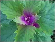 Quel autre nom porte l'herbe à porrée ?