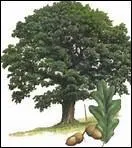 On trouve toujours un ami qui aimerait vous pendre à un arbre. Ben, oui ! Quel est cet arbre ?