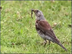 Que fait la grive quand elle chante ?