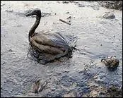 Que permit le naufrage de l'Amoco Cadiz ?