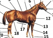 Quiz L'anatomie du cheval