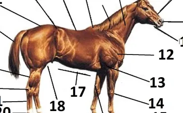 Quiz Anatomie