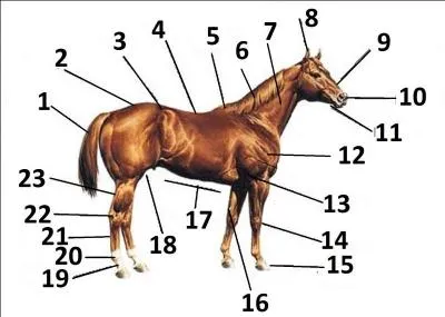 Que repr&eacute;sente la fl&egrave;che n&deg;13 ?